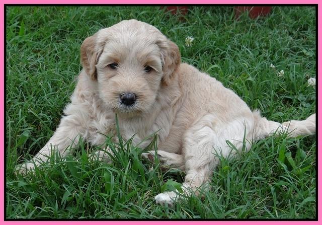 Emmie Gus pups 5 wks old 31