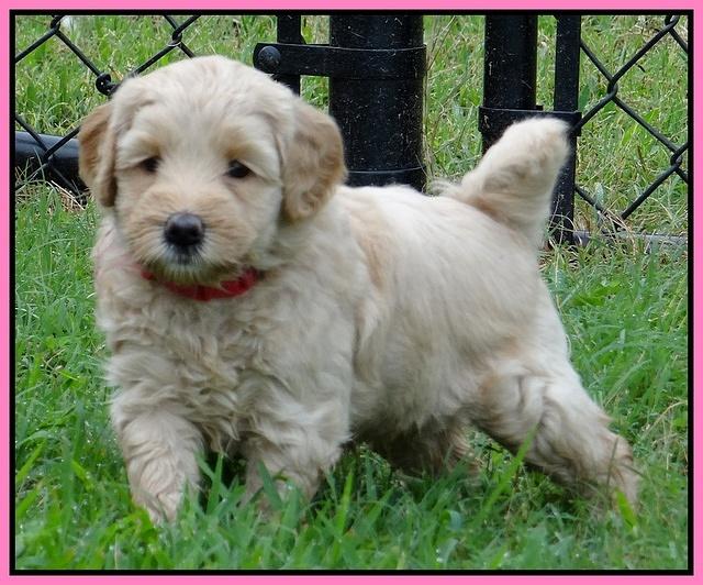 Emmie Gus pups 5 wks old 61