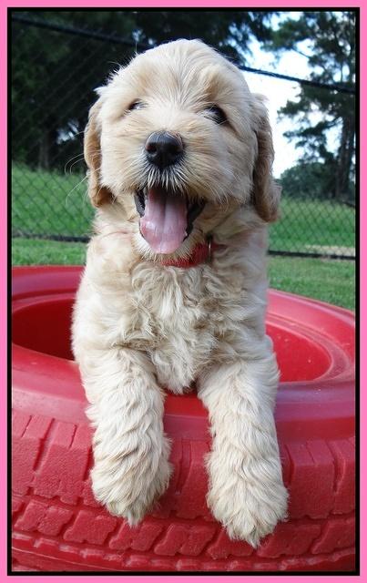 Emmie Gus pups 6 wks old 11
