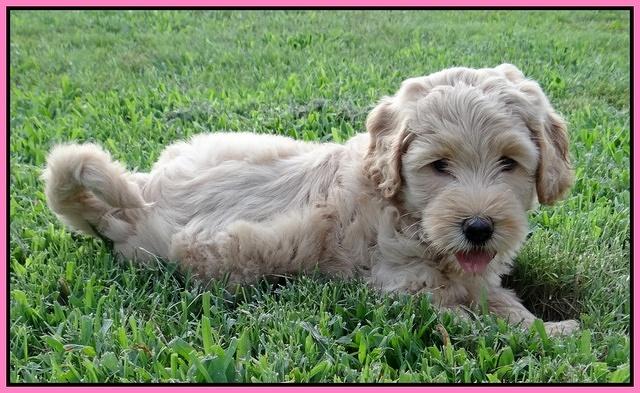 Emmie Gus pups 6 wks old 21