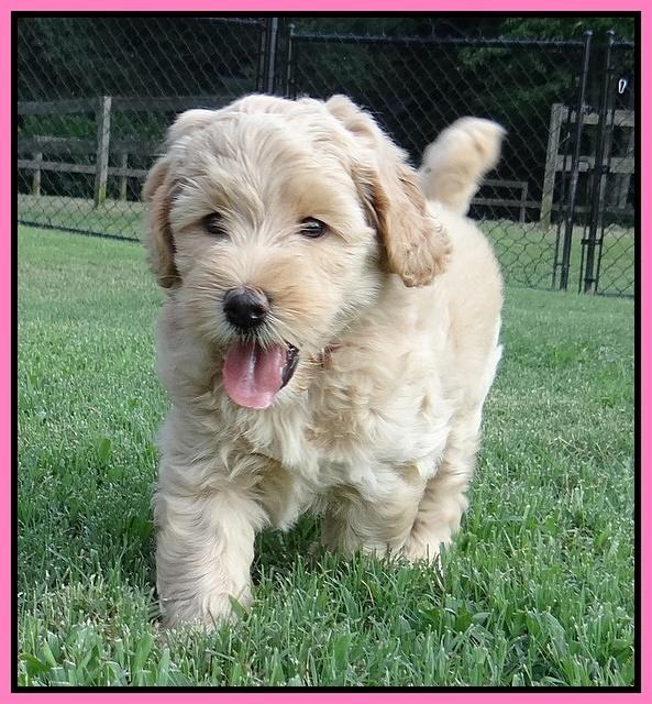 Emmie Gus pups 6 wks old 31