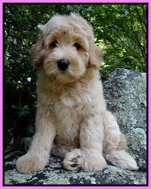 Emmie Gus pups 8 wks old 027