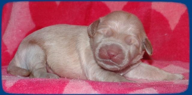 Emmie Gus pups 1 wk old 003