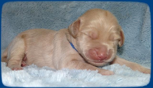 Emmie Gus pups 1 wk old 075