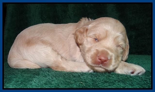 Emmie Gus pups 2 wks old 007