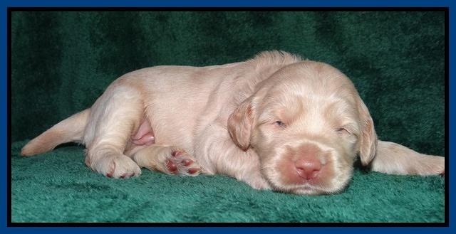 Emmie Gus pups 2 wks old 009