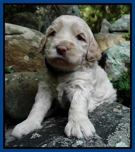 Emmie Gus pups 3 wks old 015