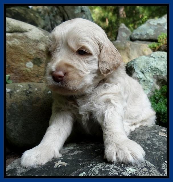 Emmie Gus pups 3 wks old 017