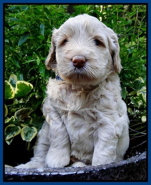 Emmie Gus pups 4 wks old 002