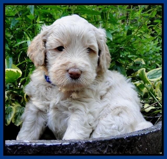 Emmie Gus pups 4 wks old 007