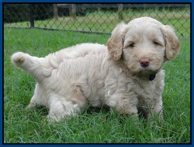 Emmie Gus pups 5 wks old 111