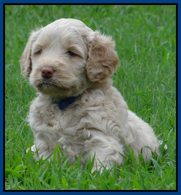 Emmie Gus pups 5 wks old 121