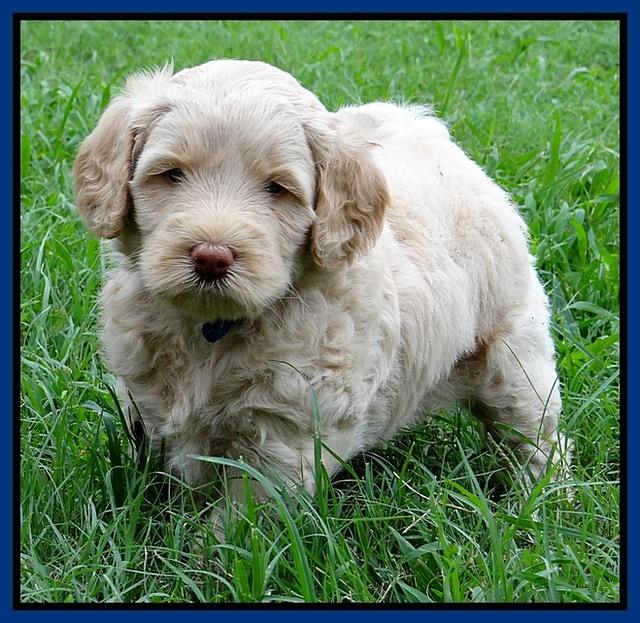 Emmie Gus pups 5 wks old 81
