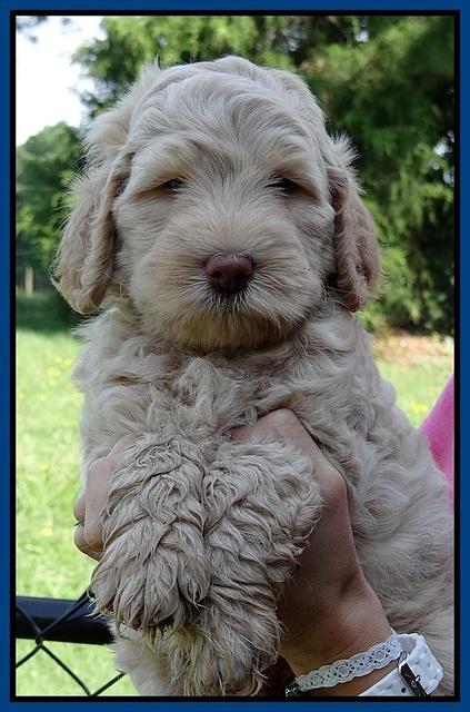 Emmie Gus pups 6 wks old 121