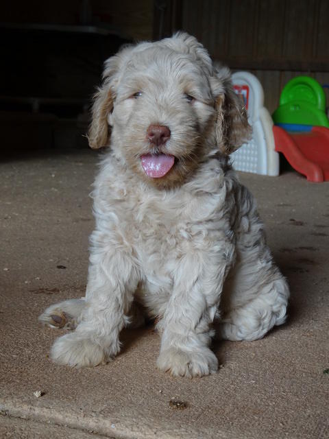 Emmie Gus pups 6 wks old 91