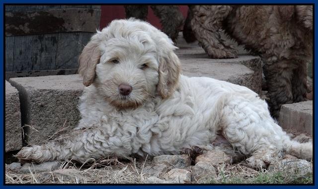 Emmie Gus pups 7 wks old 61