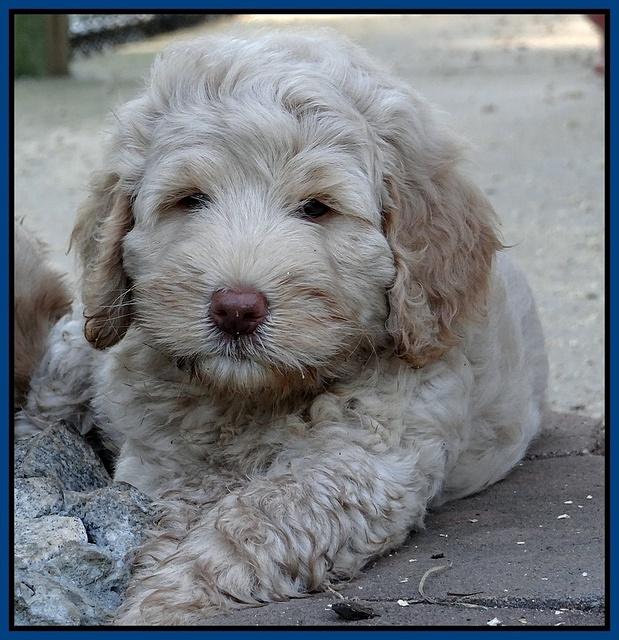 Emmie Gus pups 7 wks old 71