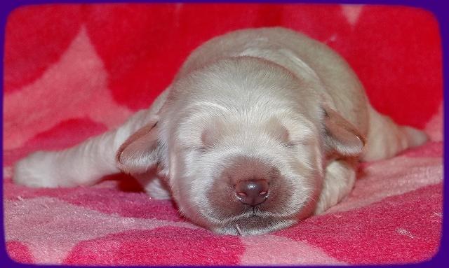 Emmie Gus pups 1 wk old 020
