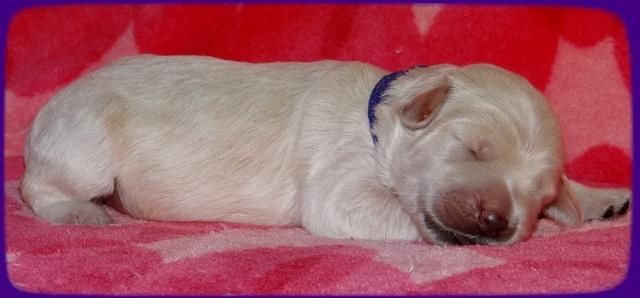 Emmie Gus pups 1 wk old 022