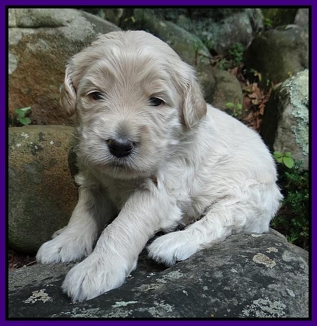 Emmie Gus pups 3 wks old 019