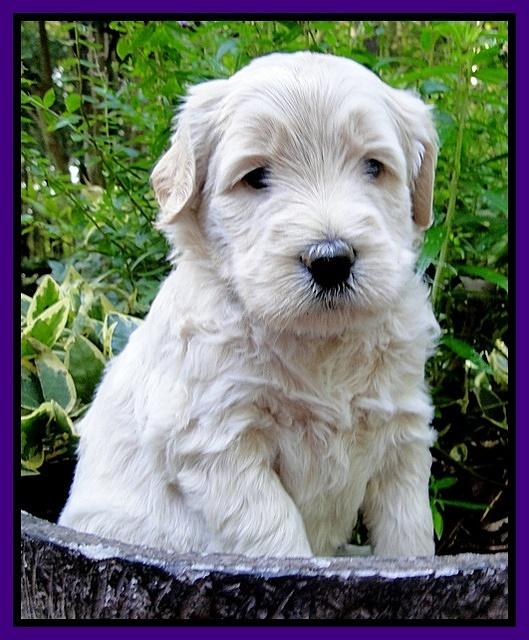 Emmie Gus pups 4 wks old 021