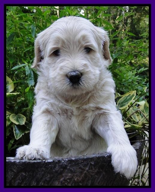 Emmie Gus pups 4 wks old 022