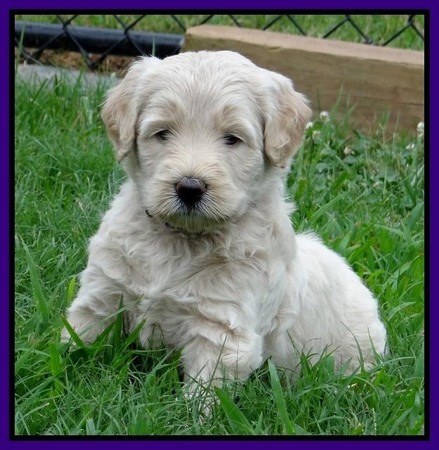 Emmie Gus pups 5 wks old 131