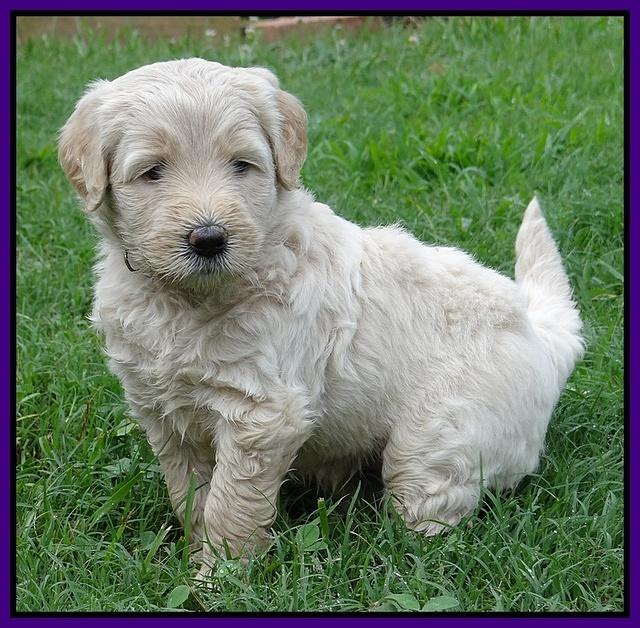 Emmie Gus pups 5 wks old 141