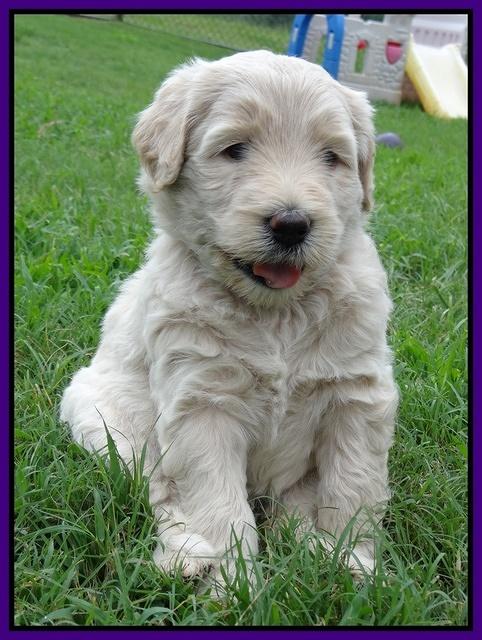 Emmie Gus pups 5 wks old 181