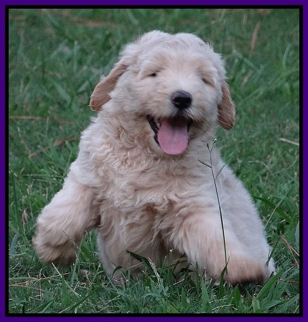 Emmie Gus pups 7 wks old 111