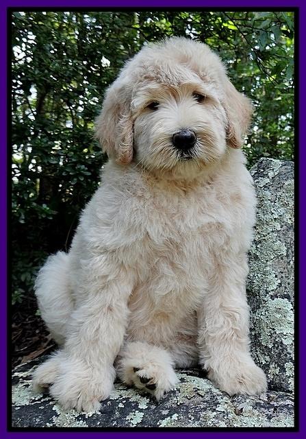 Emmie Gus pups 8 wks old 1 015