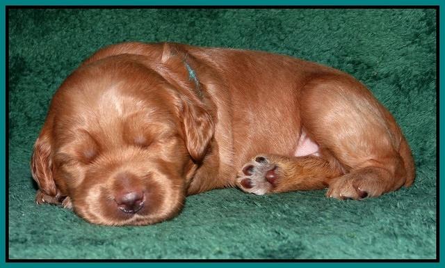 Emmie Gus pups 2 wks old 045