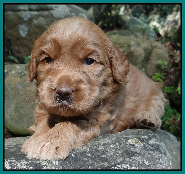 Emmie Gus pups 3 wks old 049