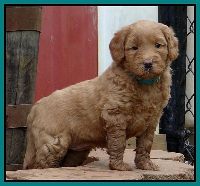 Emmie Gus pups 5 wks old 311