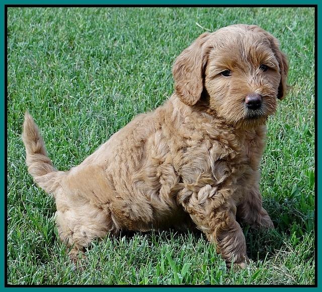 Emmie Gus pups 6 wks old 261