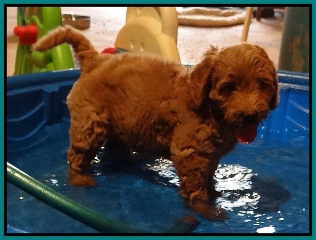 Emmie Gus pups 7 wks old 1 034