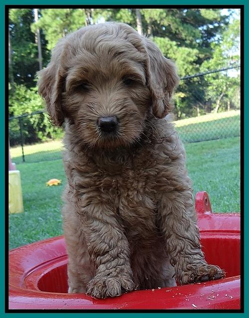Emmie Gus pups 7 wks old 291