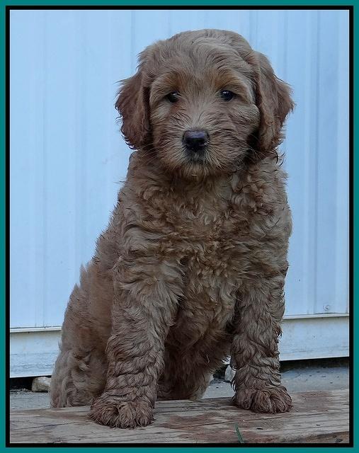 Emmie Gus pups 7 wks old 311