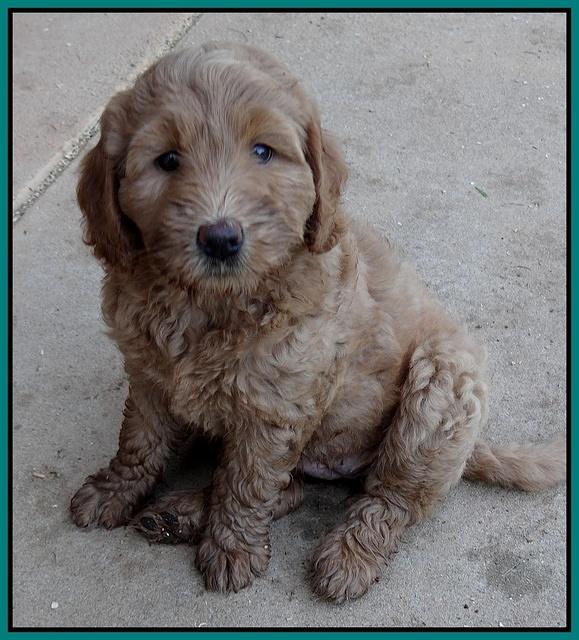 Emmie Gus pups 7 wks old 331