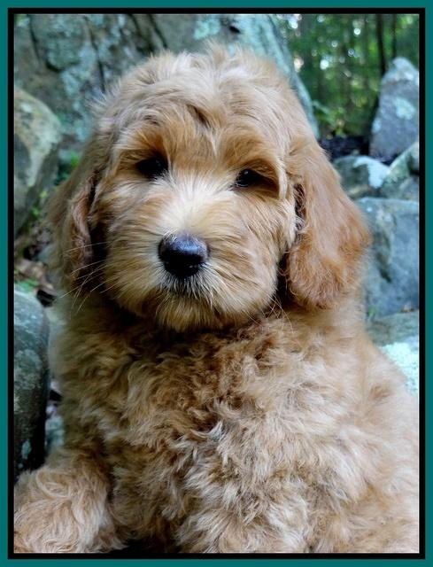 Emmie Gus pups 8 wks old 020