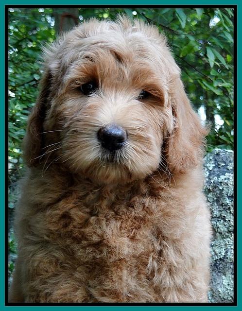 Emmie Gus pups 8 wks old 033