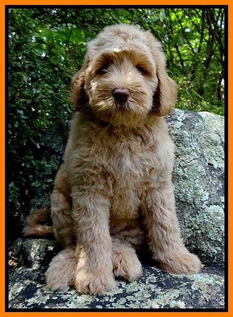 Emmie Gus 8 wks old 2 004