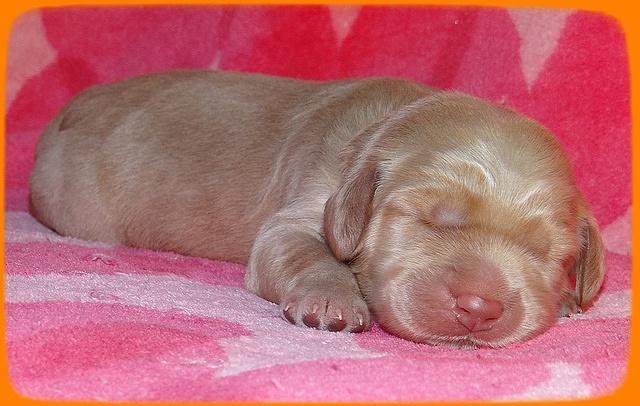 Emmie Gus pups 1 wk old 053