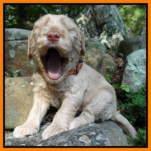 Emmie Gus pups 3 wks old 043