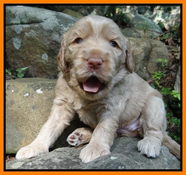 Emmie Gus pups 3 wks old 044