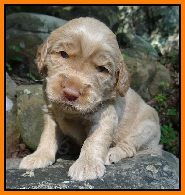 Emmie Gus pups 3 wks old 045