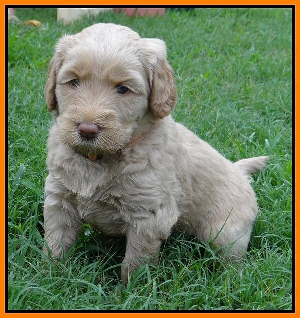 Emmie Gus pups 5 wks old 341