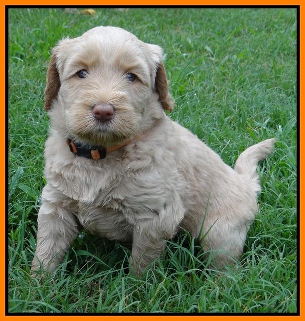 Emmie Gus pups 5 wks old 351