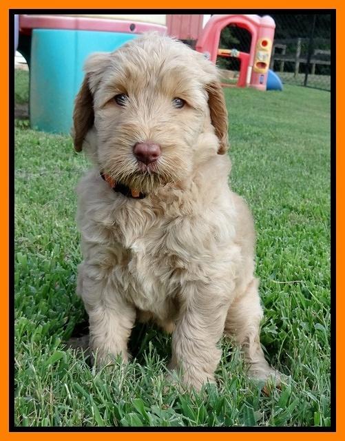 Emmie Gus pups 6 wks old 351