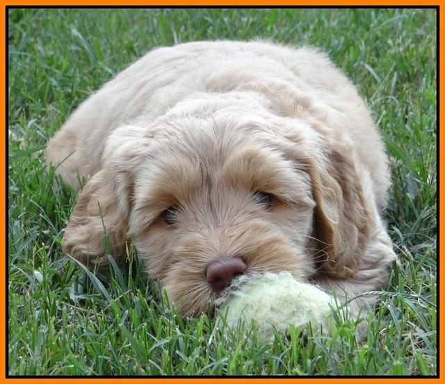 Emmie Gus pups 6 wks old 361